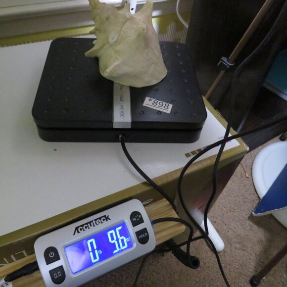 Conch Sea Shell REAL professionally sliced 4" long 5" wide  nice pink inside - Picture 7 of 7